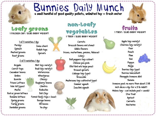 Safe Snacks For Bunnies SomeBunny