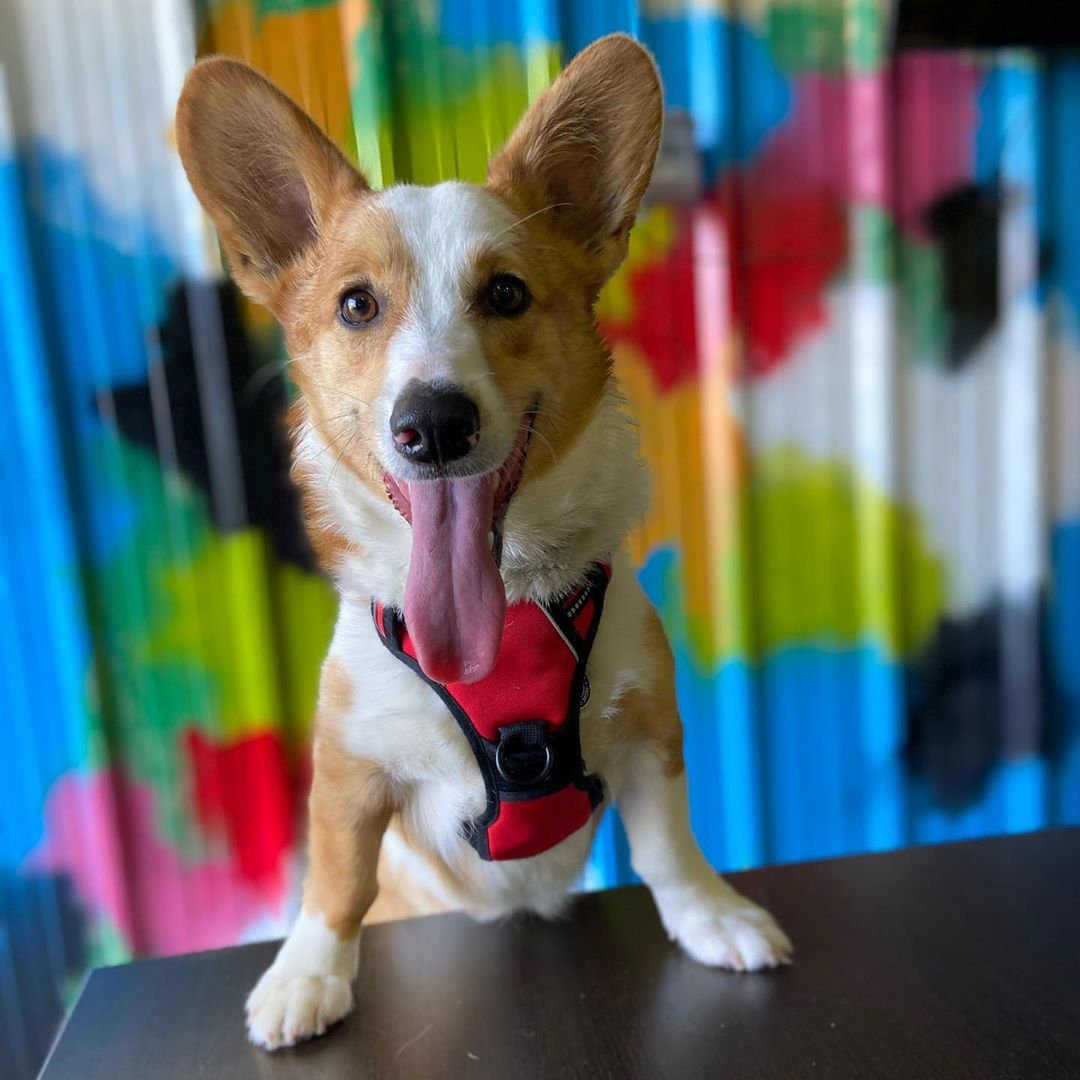 Greensboro, NC Dog Park & Pub Doggos Dog Park and Pub