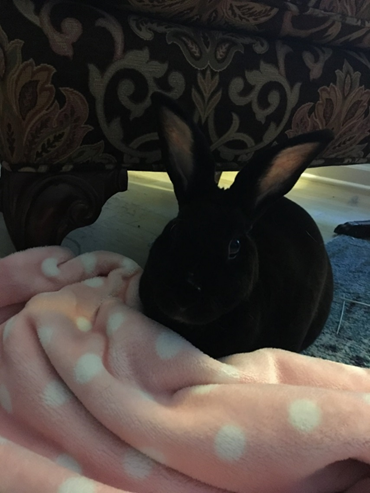 Polar fleece blanket online for rabbits