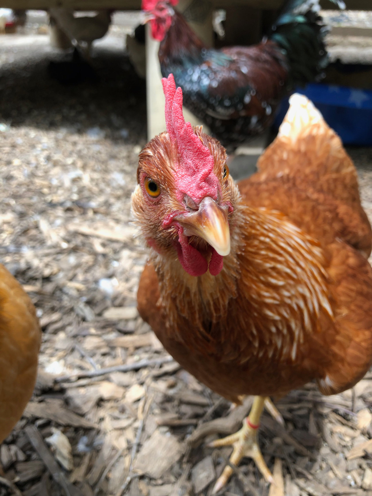 Stone Path Farm, Nokesville VA